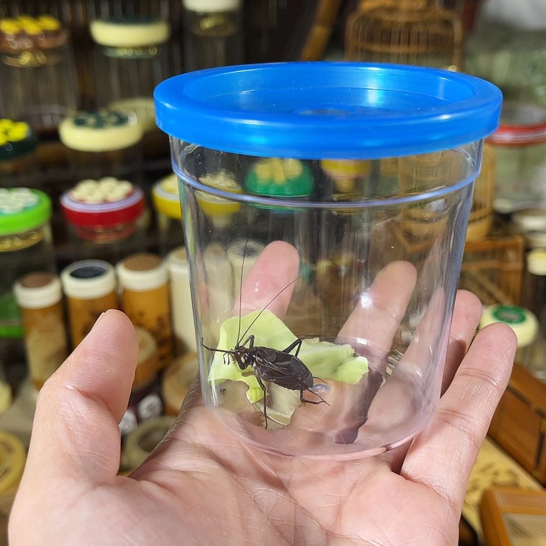 蟋蟀一只人工麒麟鸣虫