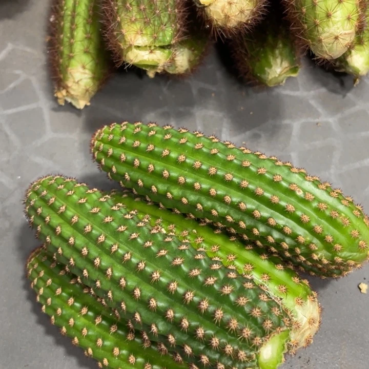 进口金妞金1测芽一个