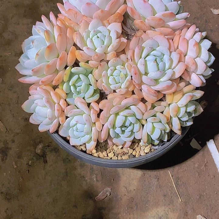 娜***美冷香多肉植物老桩