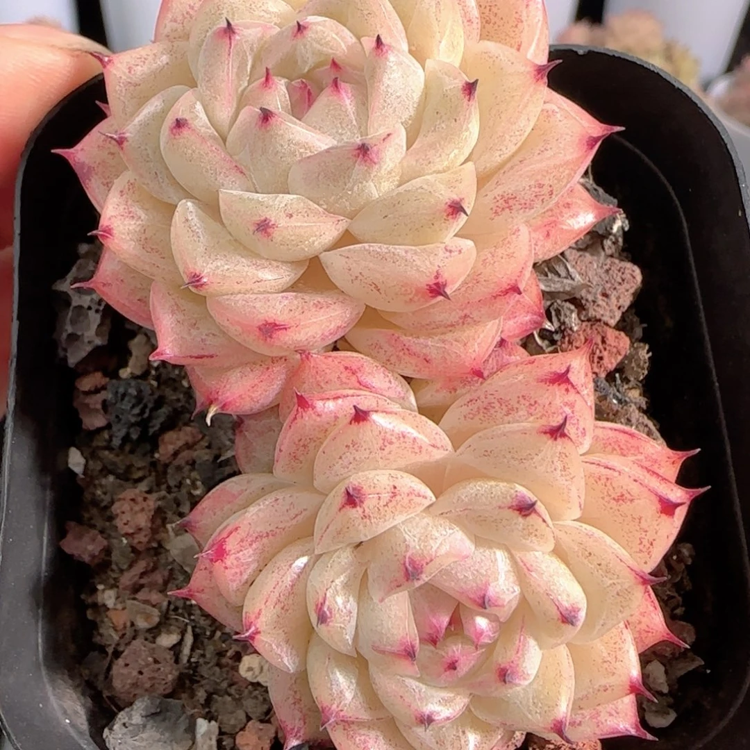 多肉0105-241小魔仙