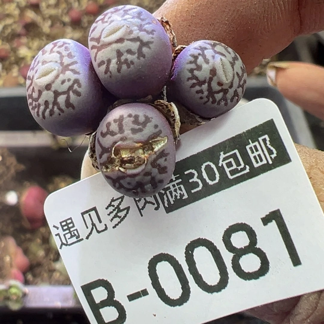多肉植物11111111111111