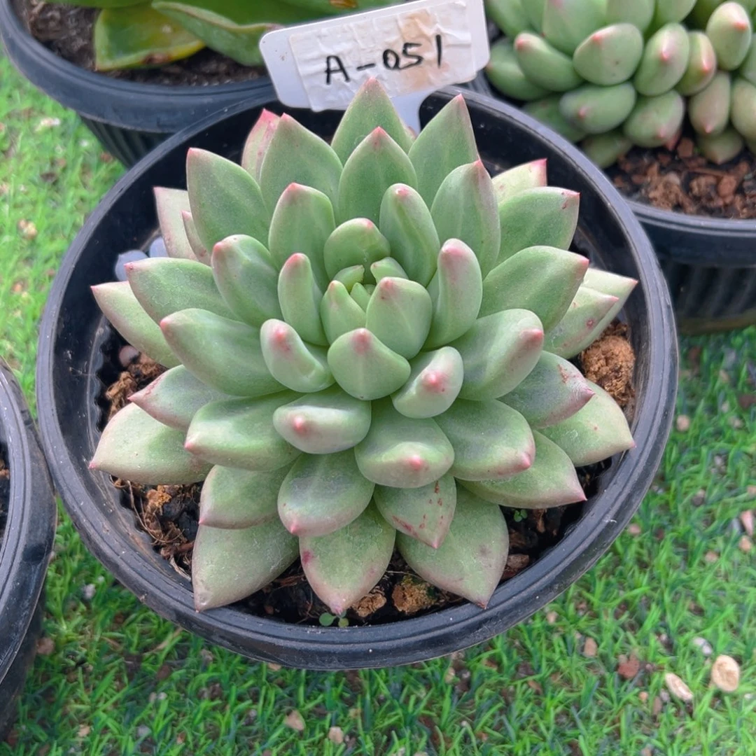 米其林051号一物一拍