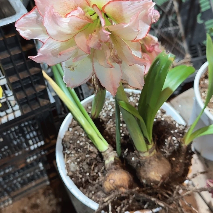 伊莲娜直径5+花后球