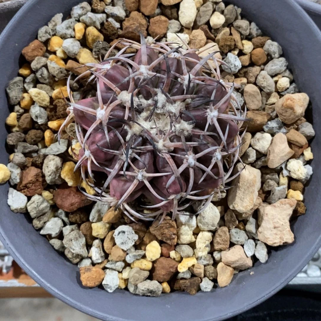 嗯*哼仙人球圆盘玉