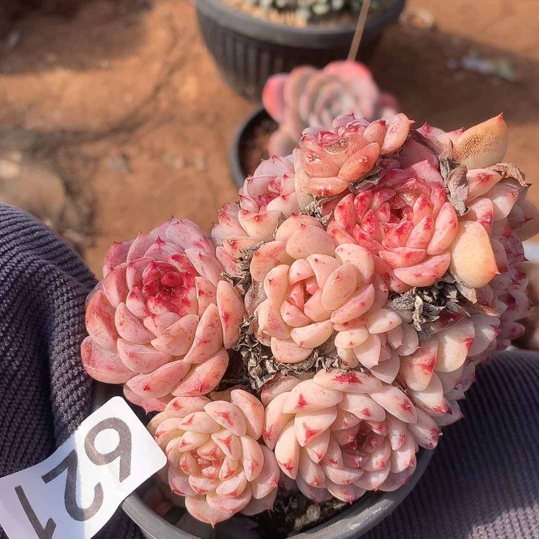 621天鹅绒一物一拍多肉