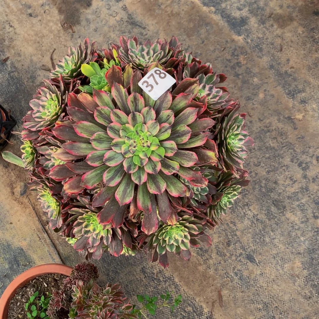 【闪购商品】。****。37800000000000