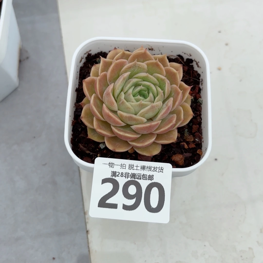 昂斯诺单头无盆土发货