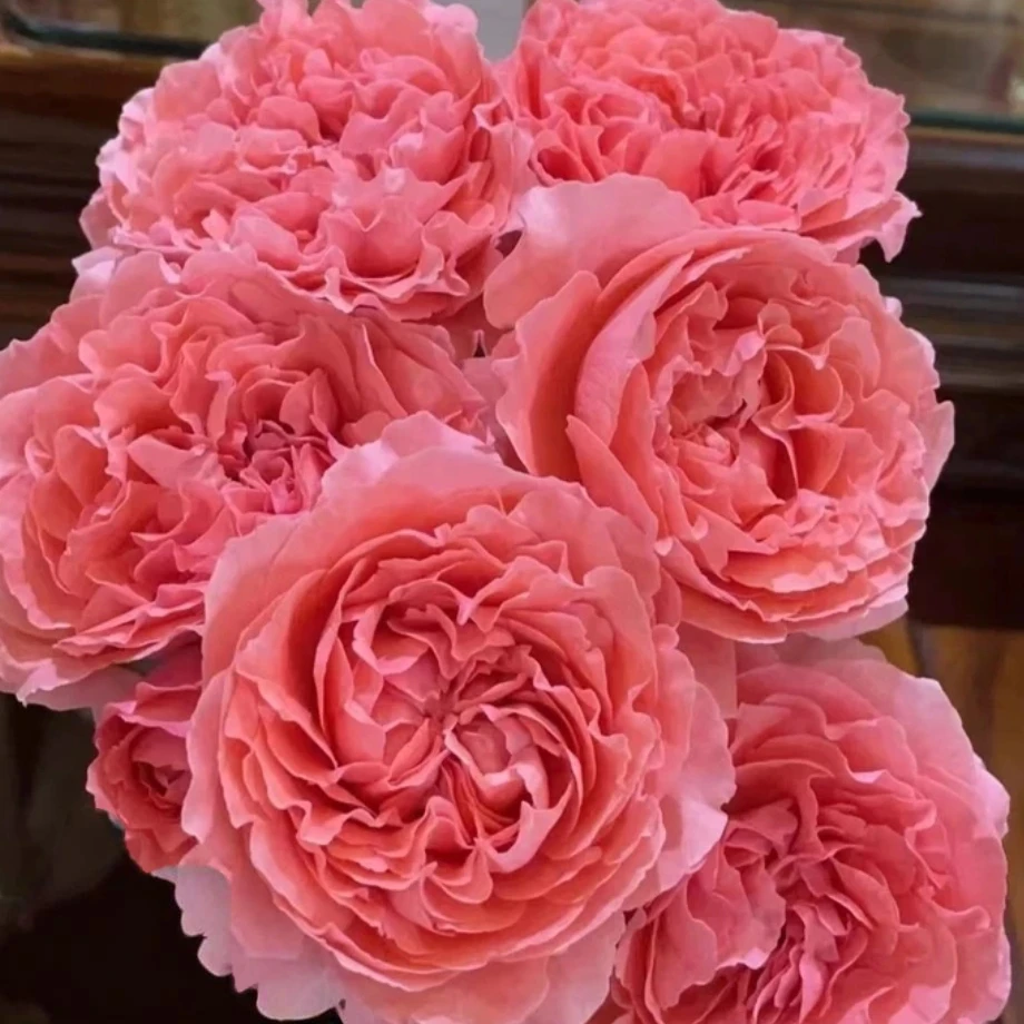 【珊瑚果冻】扦插独颗大花多头浓香耐热耐寒好养护花卉绿植盆栽月季