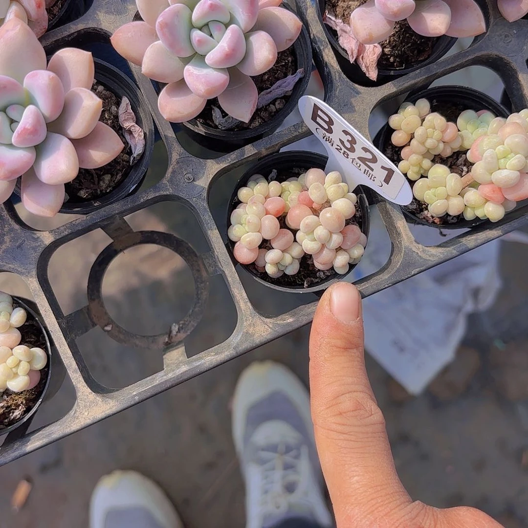 L****nB321鱼子酱一物一拍