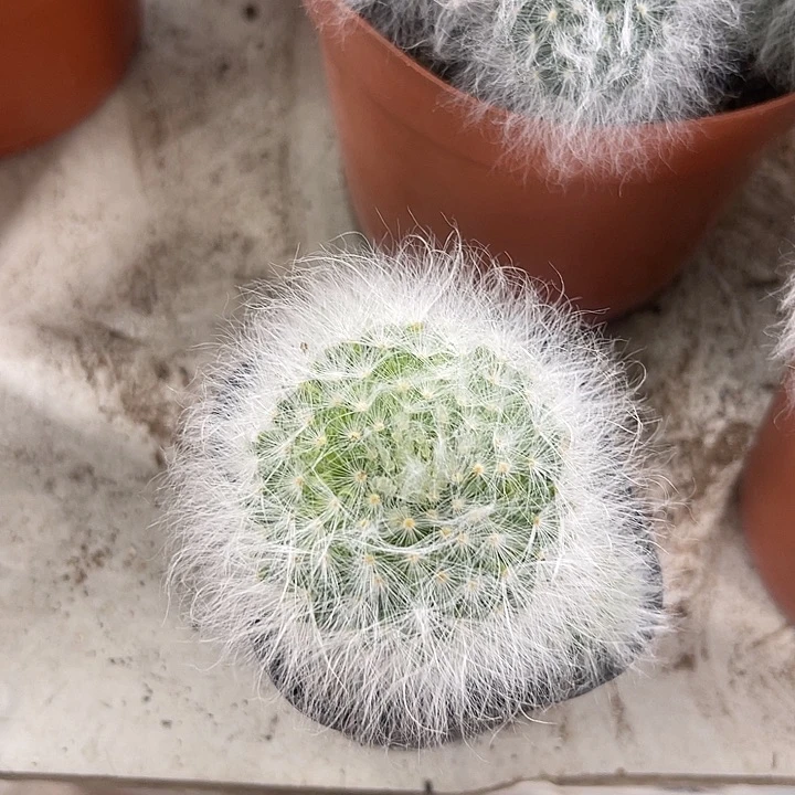 仙人球开花仙人球上