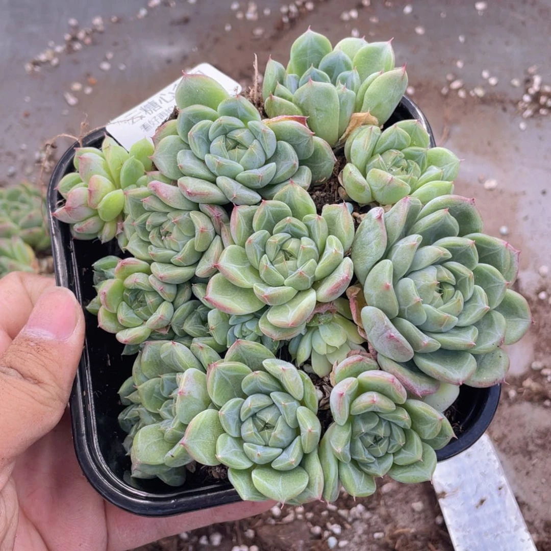 云糖心多肉植物433
