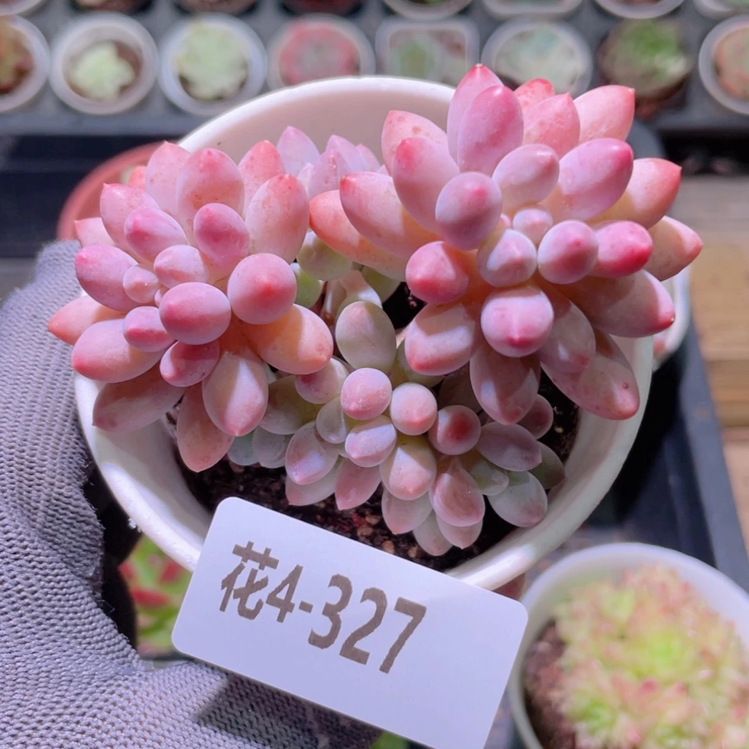 花利美4-327婴儿手指
