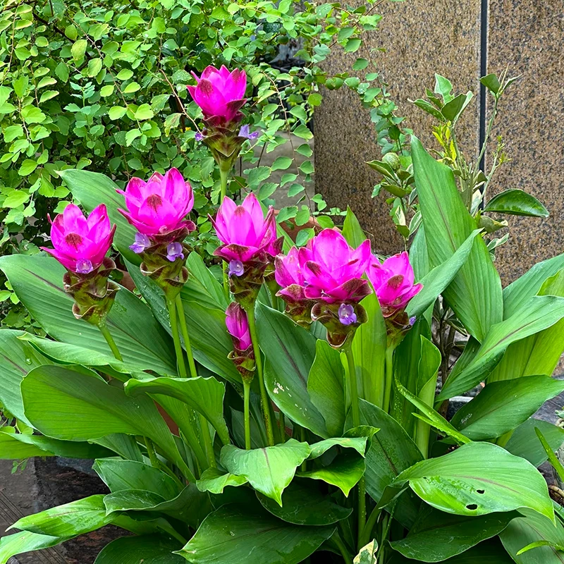 姜荷花盆栽(花期长  种球)庭院阳台开花植物