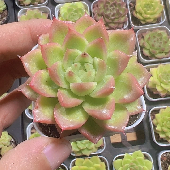 女王麦秆精品多肉植物