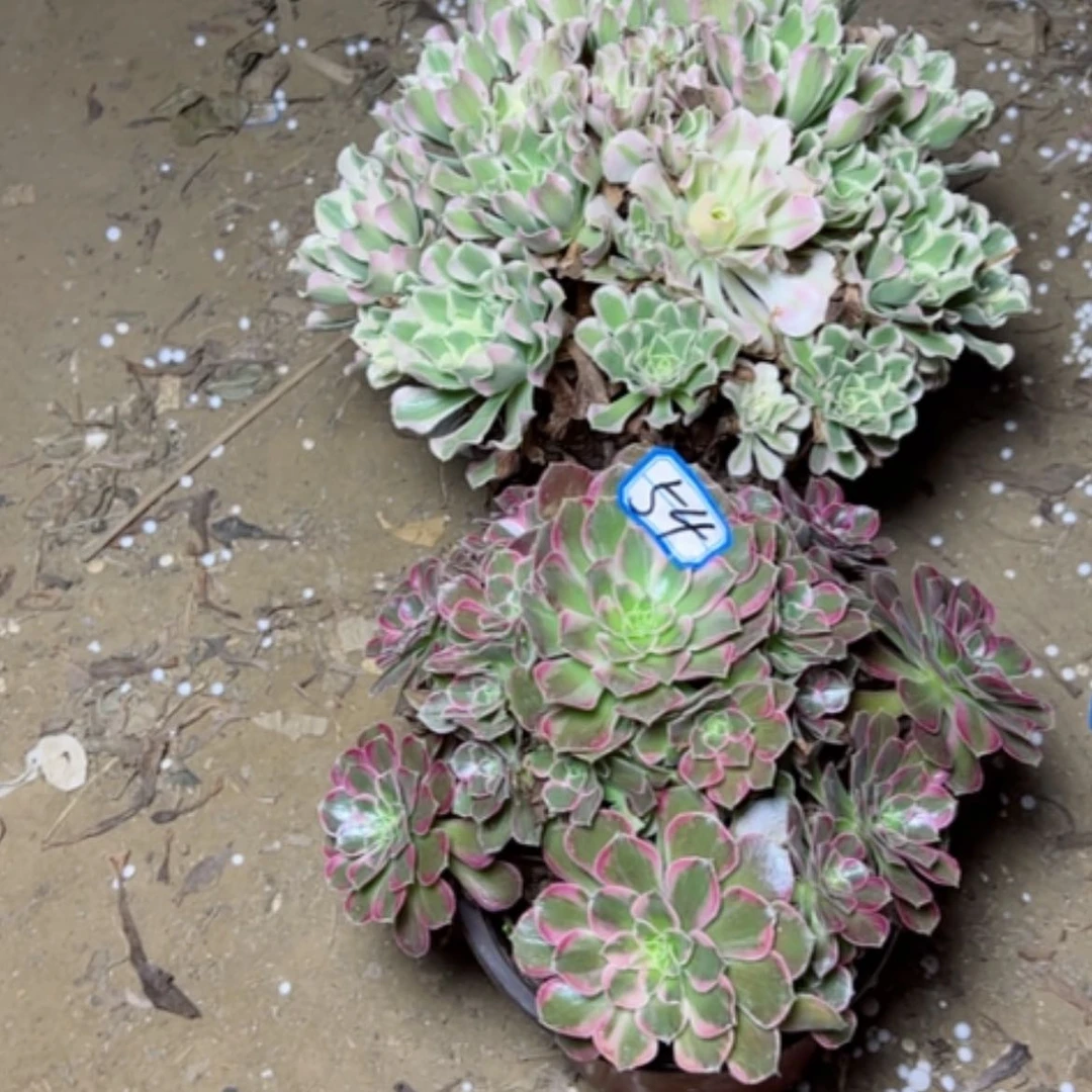 【闪购商品】迷*断枝不包54