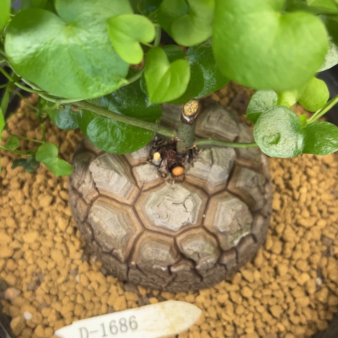 精品盆栽养定的龟甲龙1686号