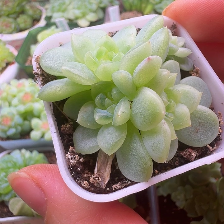纸鸢甜心群朵朵福利