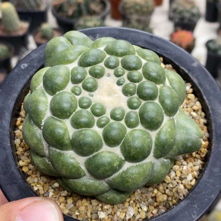 无刺象牙特价福利