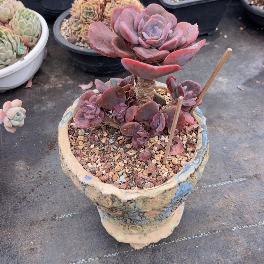 无花朵一**丁友家多肉一物一拍