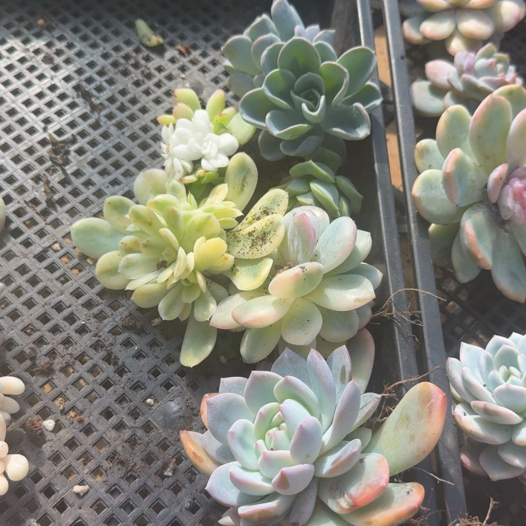一组到如今的如今的如今6棵