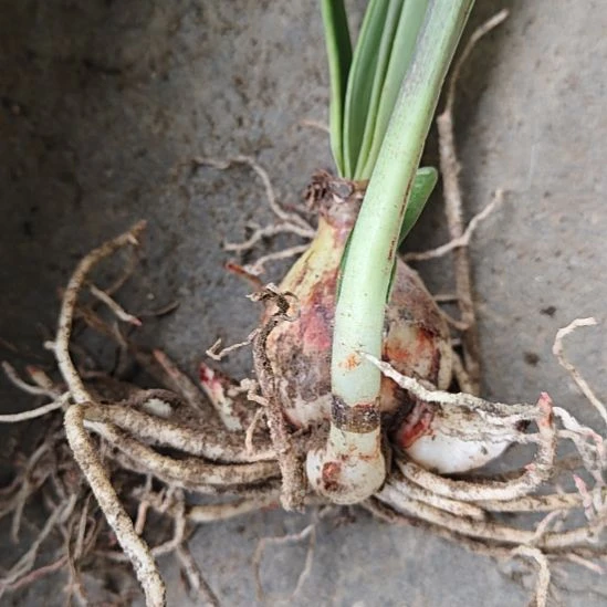 完全开放干邑橙酒4厘米带3侧