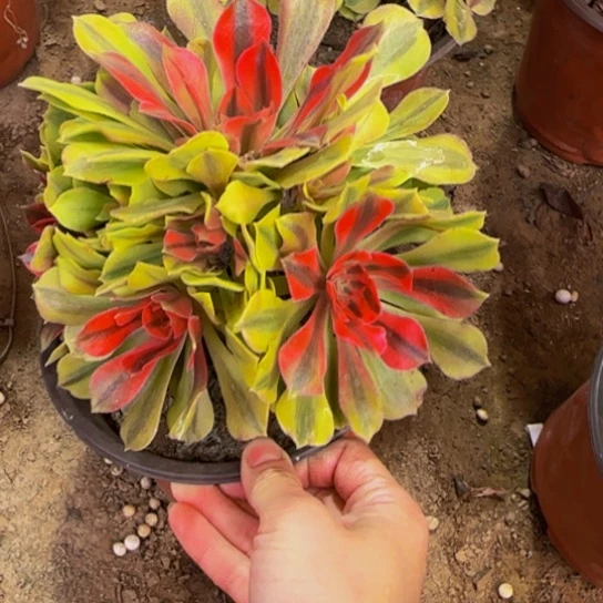 洛神法师9.9多肉植物