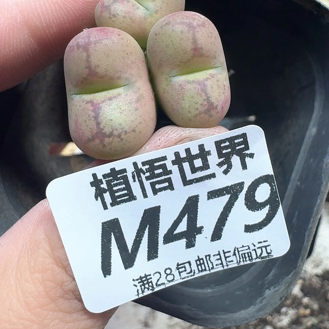 多肉植物的润泽额的fg