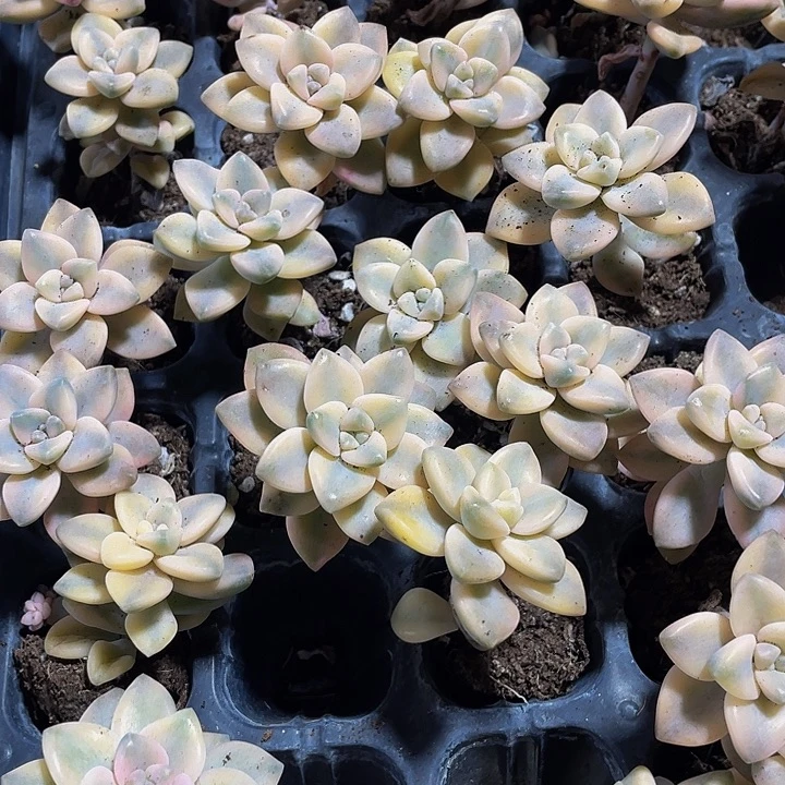 美杏锦1元带土发货