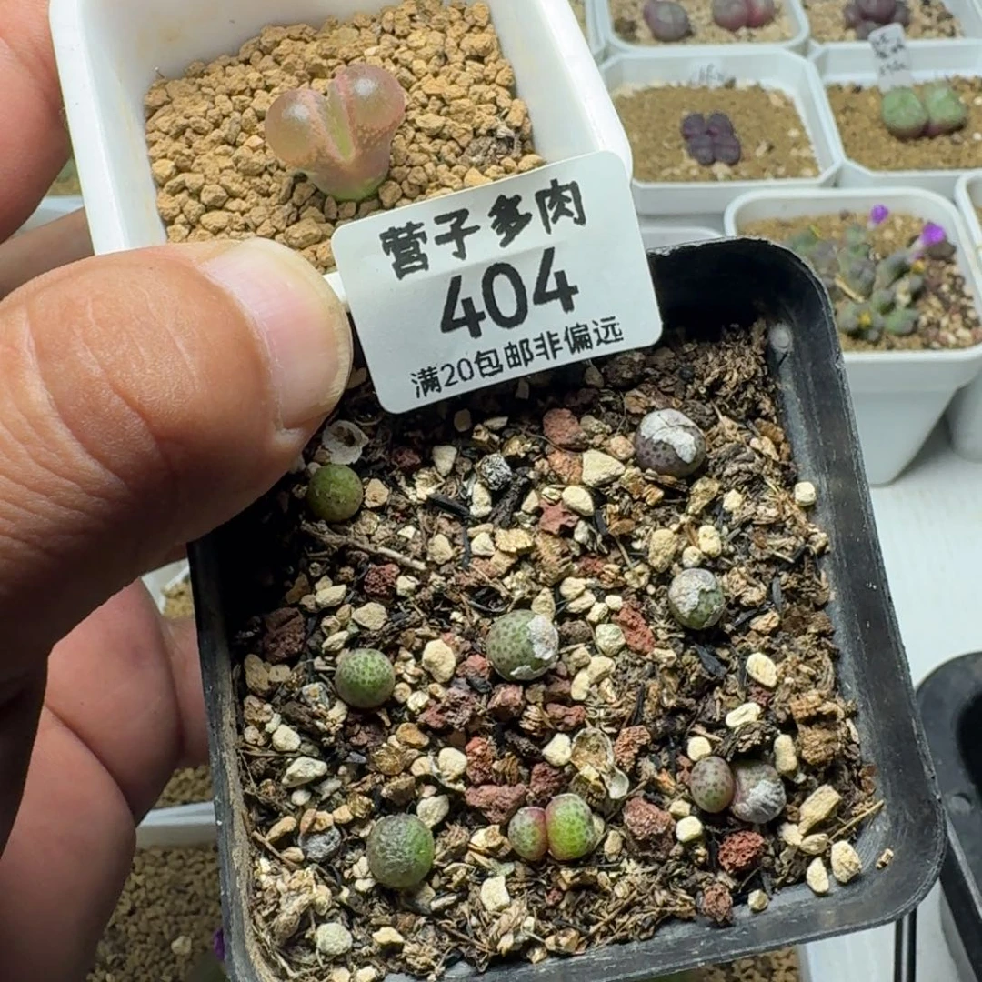 旺***财带盆土