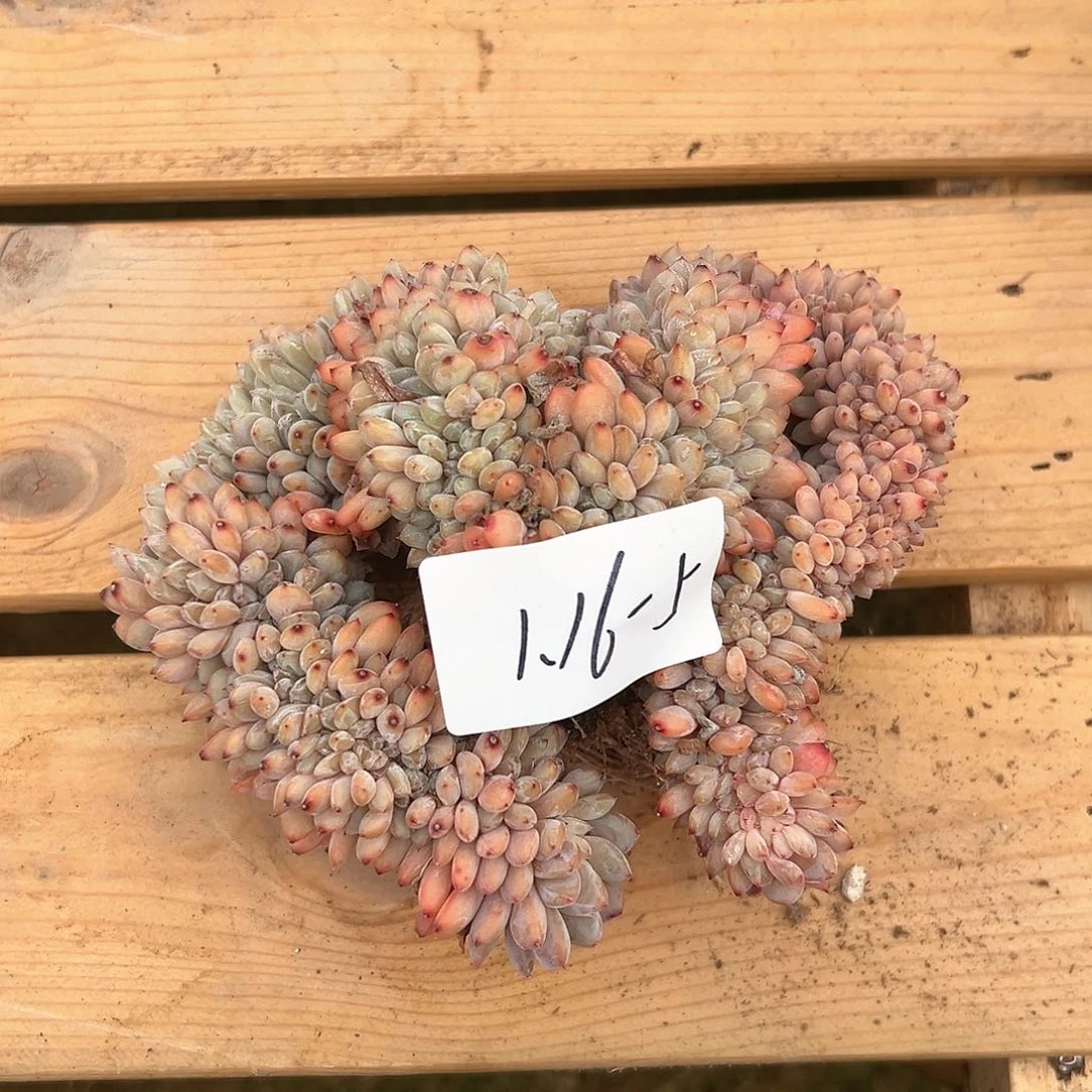 ?***萌116-5橙子缀化多肉