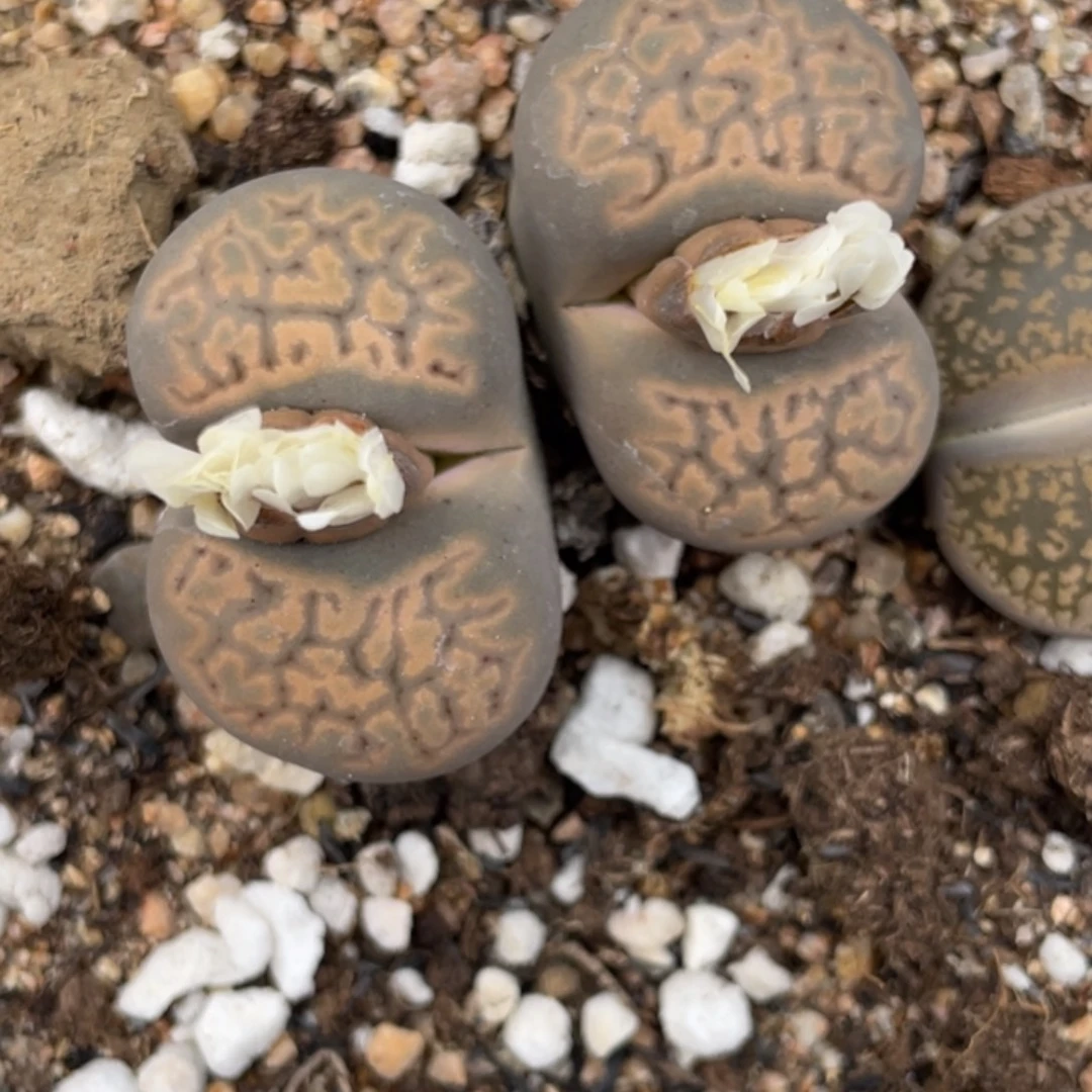 非偏远满20包邮512