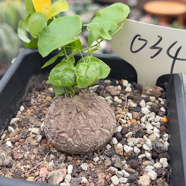 无花朵兔子窝咯哦哦找我哦哦我摸哦