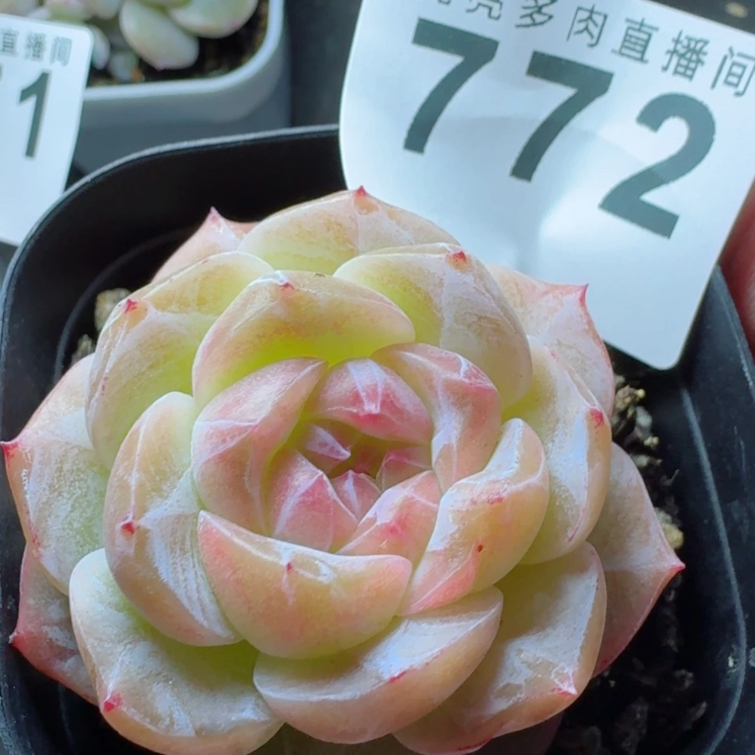 繁花珍妮           精美多肉