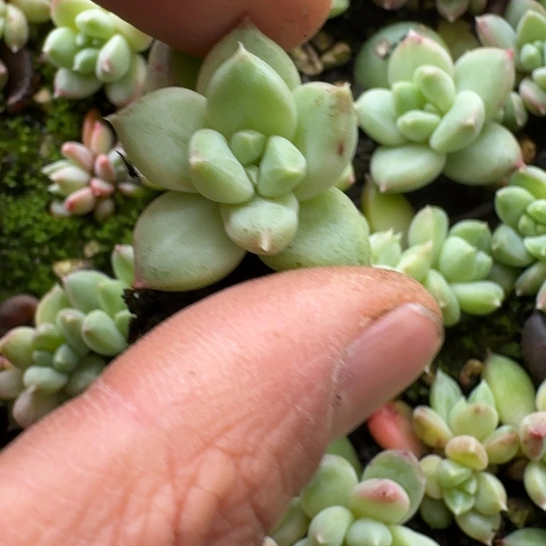 9-55纹理美人一颗量拍