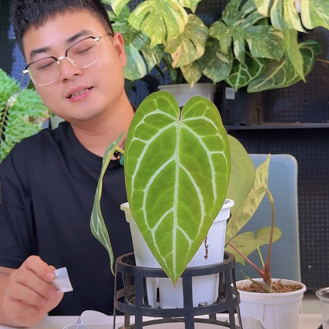 久***子完全开放一物一拍C159