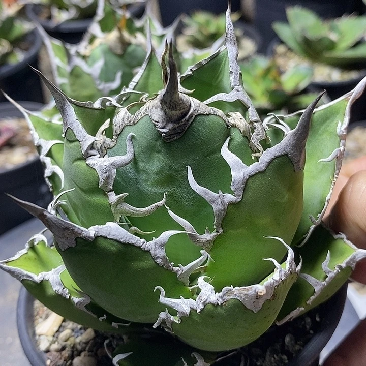 凯撒。     龙舌兰