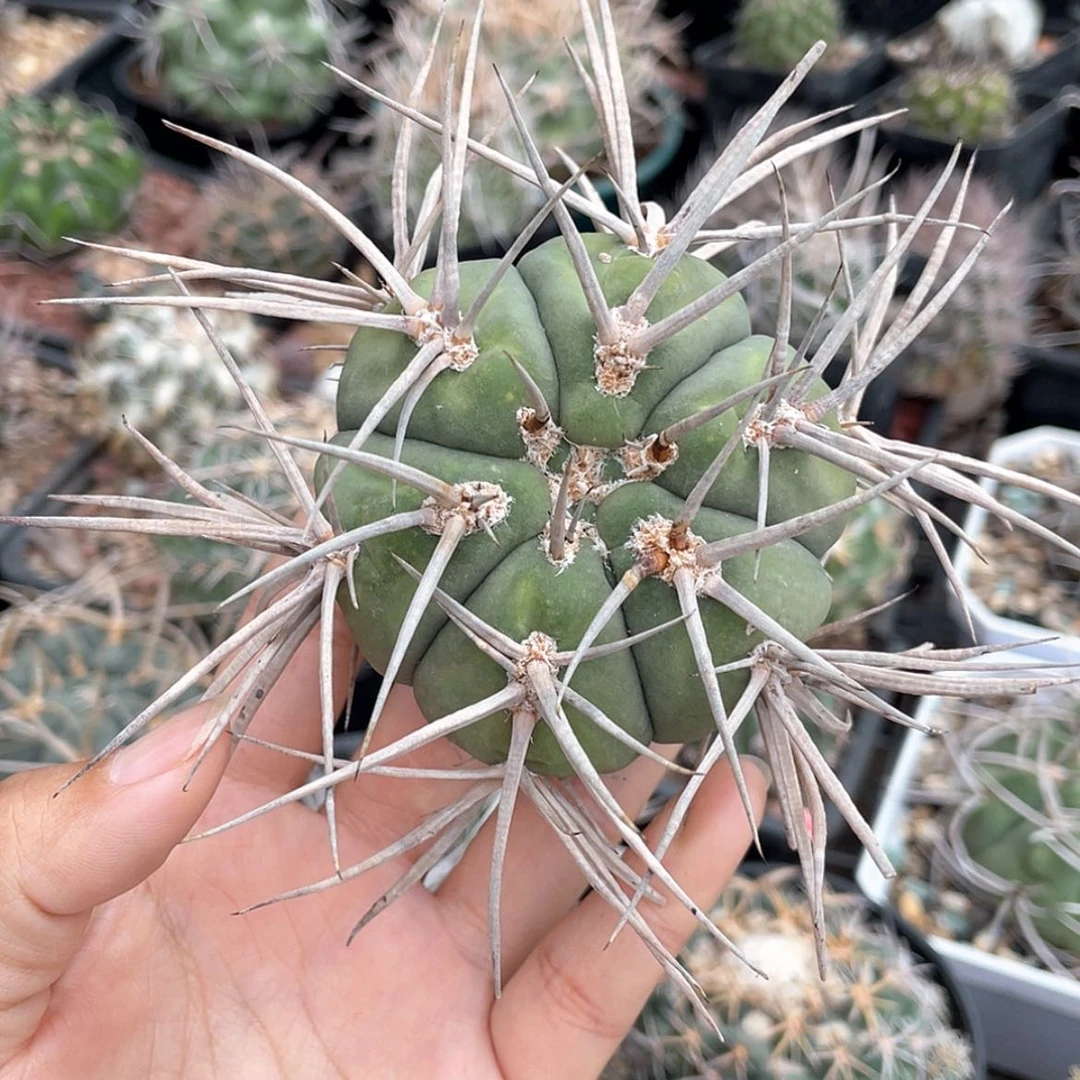 【闪购商品】狂刺光琳玉冒根芽有断刺66