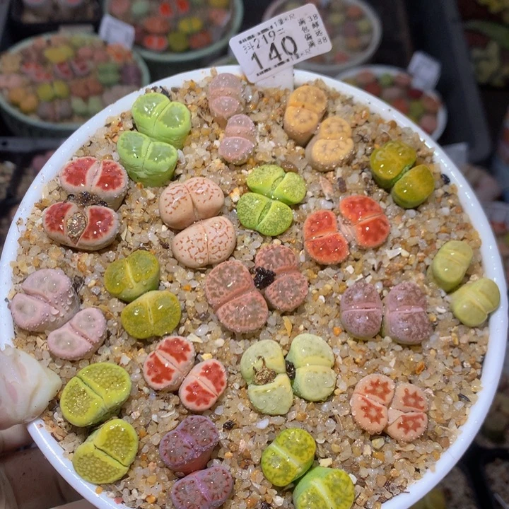 精品生石花219.140