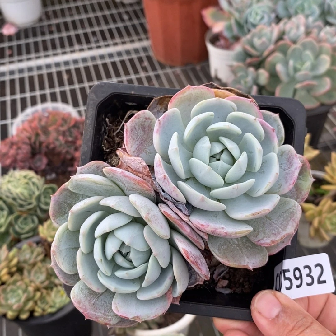 5932劳林一物一拍