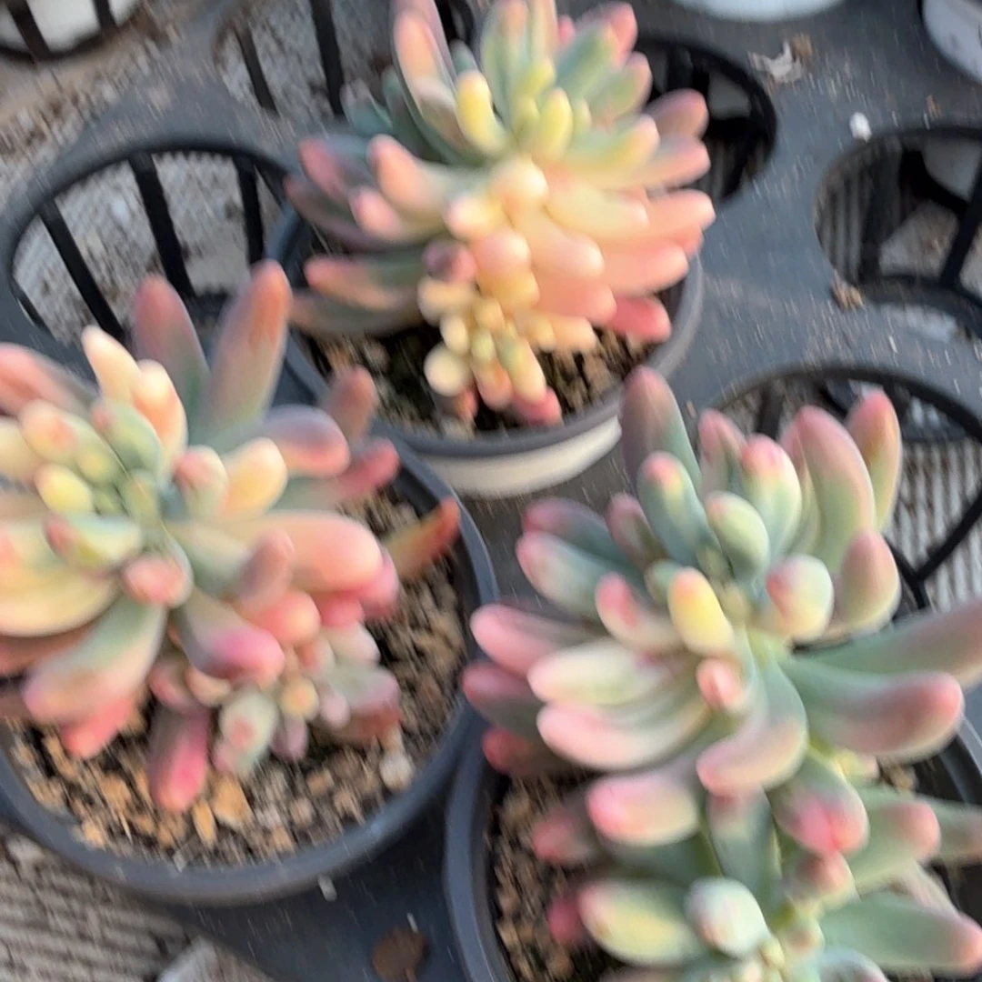 乙女心锦 锦上园艺青岛场