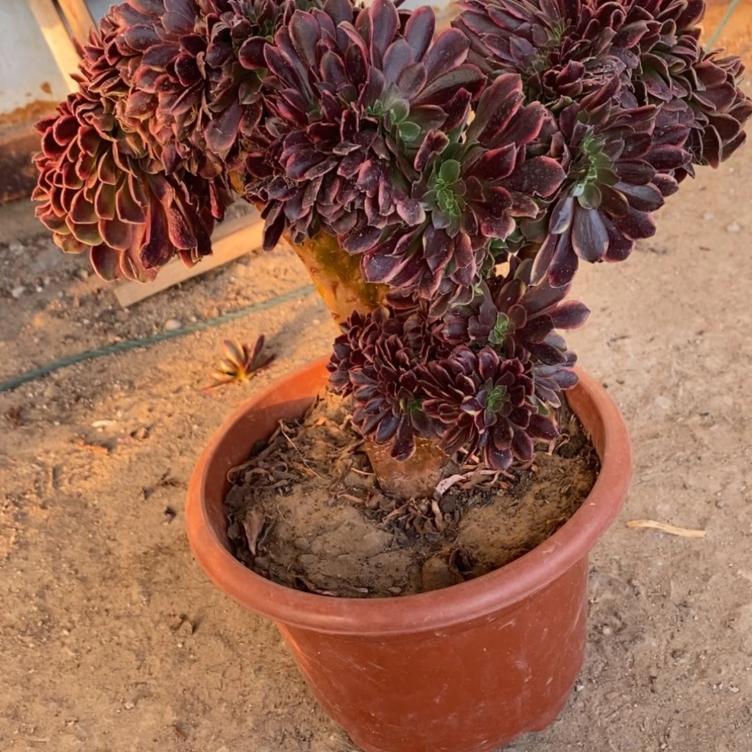 欧嘉莉缀化1颗10560号