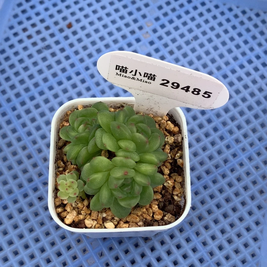 s***9多肉植物杂交珍妮