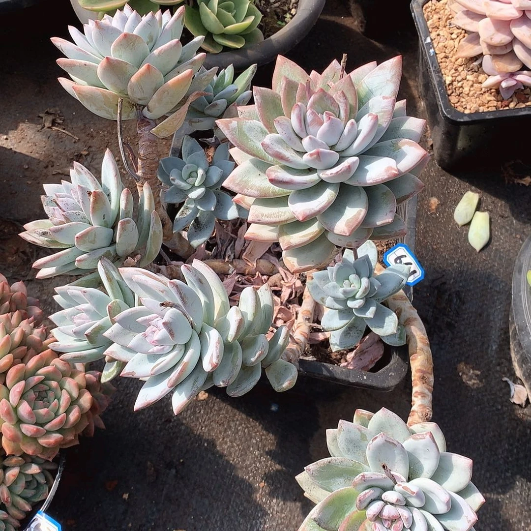 661 美人 一物一拍多肉