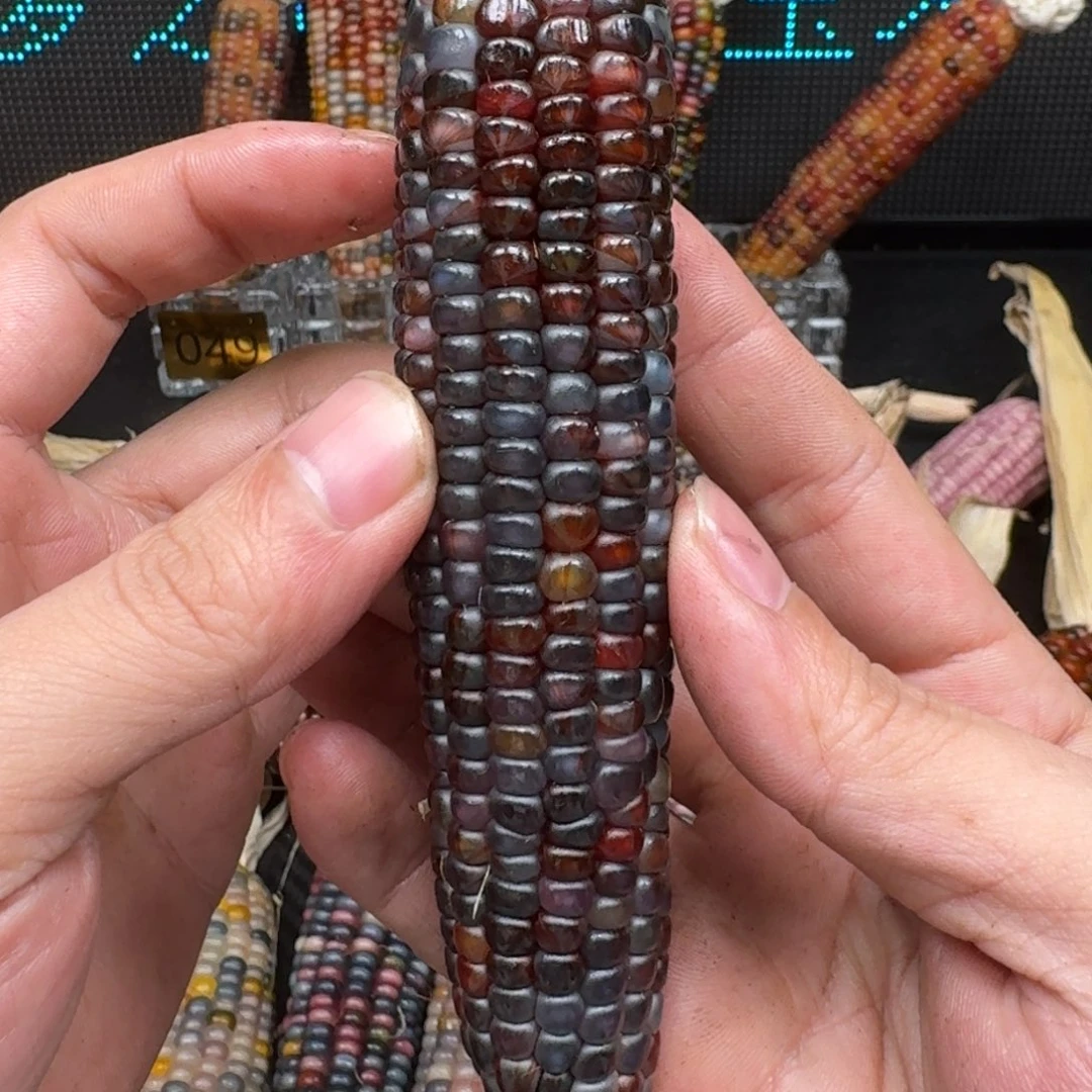 柏香籽/百香籽吊坠M**y