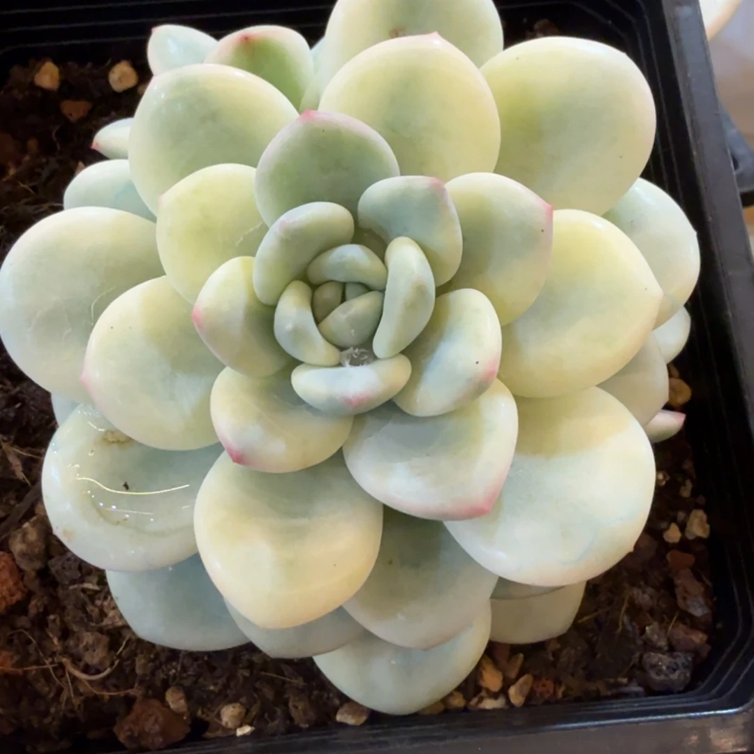 白马锦 安吉园艺锦锦