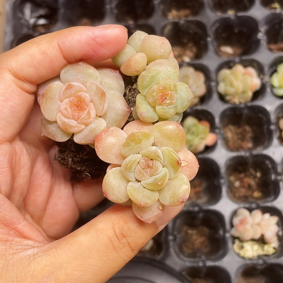 霓虹中苗穴一个满25包邮