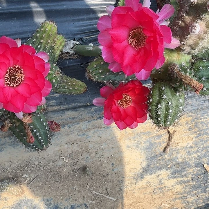 矮胖白檀393侧芽一个