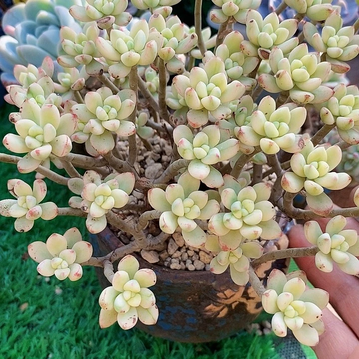 汪*糖豆锦整无砍多肉