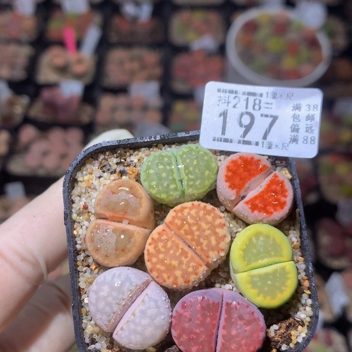 精品生石花218.197