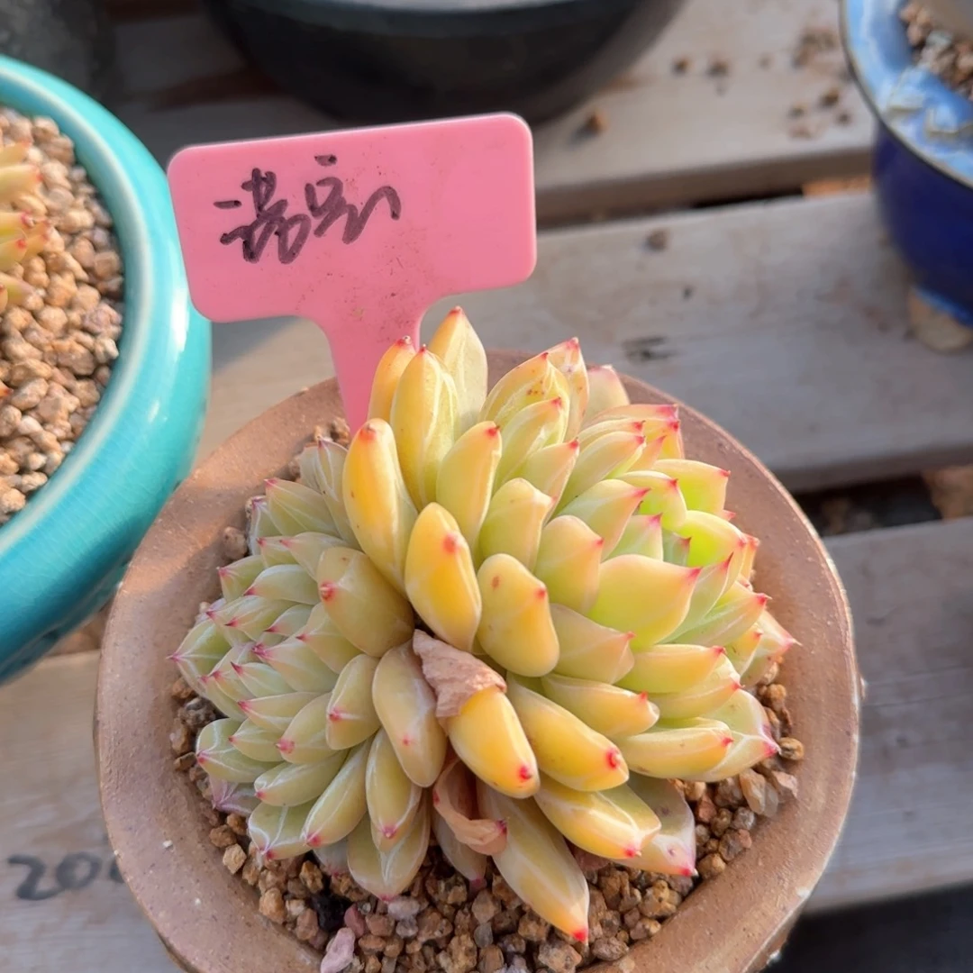 雪花珍妮双头五十包邮